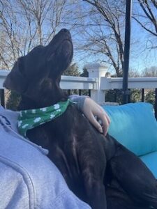 Chocolate Labrador Retriever