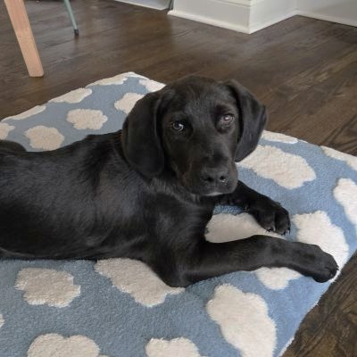 black puppy