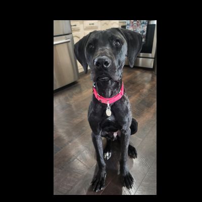 Black Lab mix