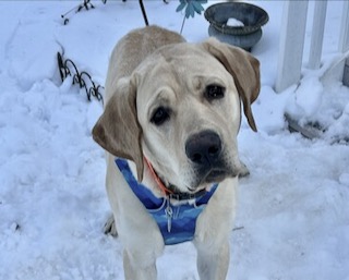 Yellow Labrador Retriever