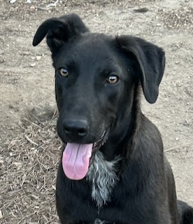 Labrador/GS Mix