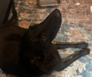Labrador/GS Mix