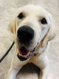 Yellow Labrador