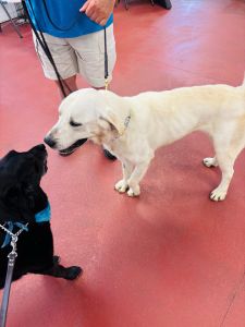 yellow and black labrador retrievers