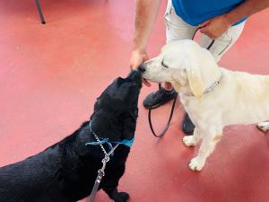 yellow and black labrador retrievers