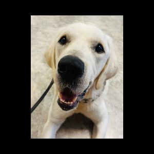 Gus (FKA Jingle #2) Yellow Labrador Retriever Mix 2 Year Old ID#3752
