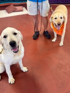 Yellow Labrador