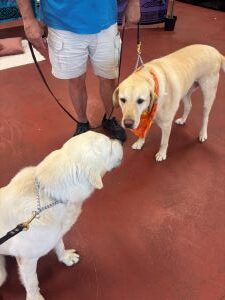 Yellow Labrador