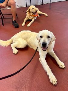 Yellow Labrador