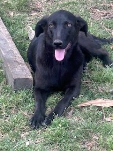 Labrador/GS Mix