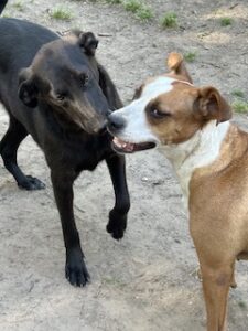 Labrador/GS Mix