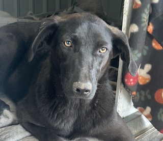 Labrador/GS mix