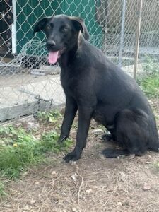 Labrador/GS Mix