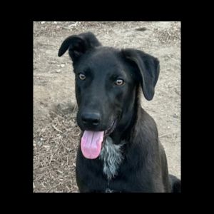Black Labrador mix