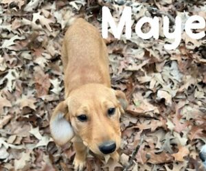 Yellow Labrador Retriever Mix