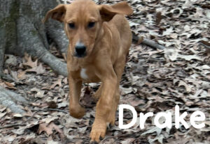 Yellow Labrador Retriever Mix