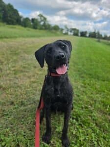 Arlo Black Labrador Retriever Mix Male 1 Year Old ID #3503