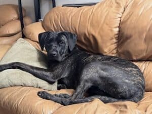 Arlo Black Labrador Retriever Mix Male 1 Year Old ID #3503
