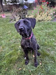 Arlo Black Labrador Retriever Mix Male 1 Year Old ID #3503