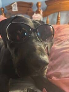 Arlo Black Labrador Retriever Mix Male 1 Year Old ID #3503