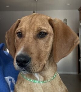 Yellow Labrador Retriever Mix