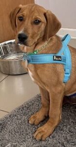 Yellow Labrador Retriever Mix