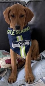 Yellow Labrador Retriever Mix