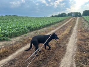 Black Labrador mix