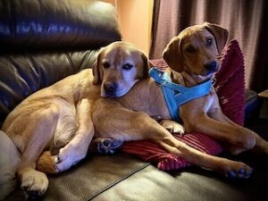 Yellow Labrador Retriever Mix