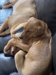 Yellow Labrador Retriever Mix