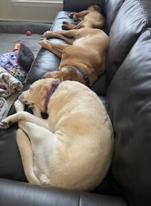 Yellow Labrador Retriever Mix