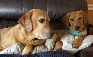 Yellow Labrador Retriever Mix