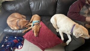 Yellow Labrador Retriever Mix