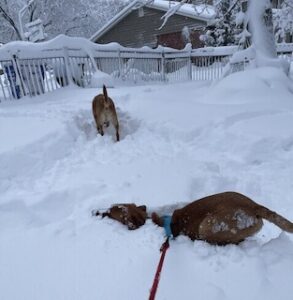 Yellow Labrador Retriever Mix