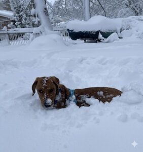 Yellow Labrador Retriever Mix
