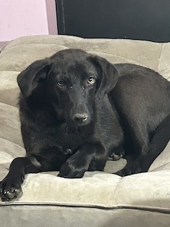 Labrador/GS mix
