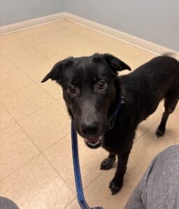 Black Labrador Mix
