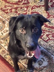 Black Labrador Mix