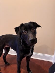 Black Labrador Mix