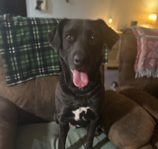 Black Labrador Mix