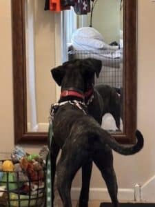 Arlo Black Labrador Retriever Mix Male 1 Year Old ID #3503