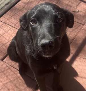 Labrador/GS Mix