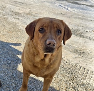 Yellow Labrador Retriever