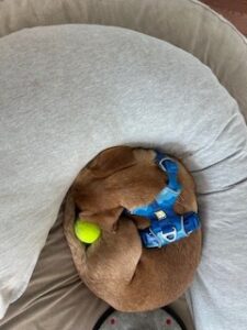 Yellow Labrador Retriever Mix