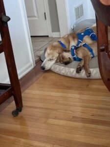 Yellow Labrador Retriever Mix