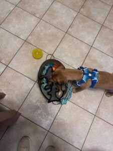 Yellow Labrador Retriever Mix