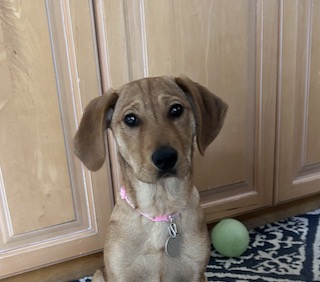 Yellow Labrador Retriever Mix