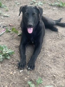 Labrador/GS Mix