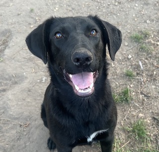 Labrador/GS mix
