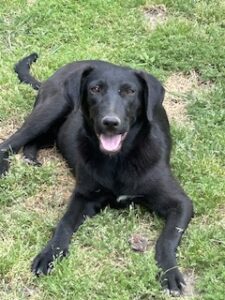 Labrador/GS Mix